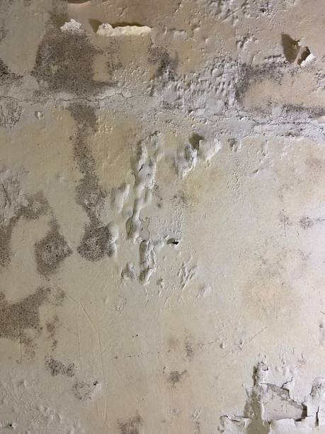 Best Attic Mold Removal  in Florence, KY