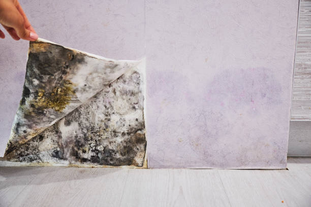 Best Toxic Mold Removal  in Florence, KY